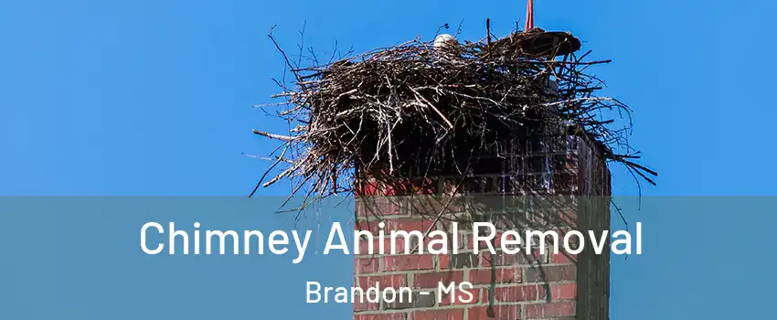  Chimney Animal Removal Brandon - MS