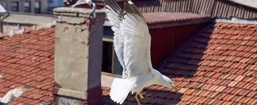 Residential Chimney Animal Removal Solution in Brandon, MS