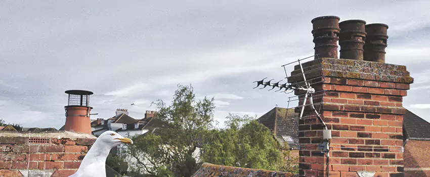 Chimney Cleaning And Restoration in Brandon, Mississippi